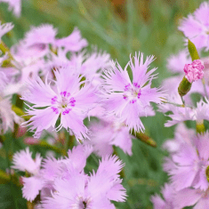 Des images de diff�rentes plantes